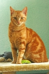 Katze Leonie in Pose (ca. 9 Monate alt)



 (Bild: Steffen Remmel, 10.04.2012)