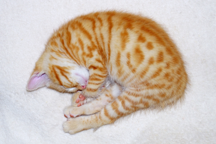 Katzenbaby beim Schlafen (Bild: Steffen Remmel, hb_foto_0008.jpg)