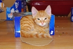 Living in the Box, ... . (Bild: Steffen Remmel, 29.10.2013), Gismo kontrolliert ob er noch in die Verpackung eines Katzenfuttershersteller paßt. Oder kontrolliert Gisom (9.Wochen alt) ob nicht noch Katzenfutter in der Verpackung ist.

