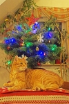 Bild: 22: Lutte und Weihnachtsbaum vom 2012-12-16