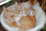 Geschwister beim Kuscheln (Bild: Steffen Remmel, 22.03.2014), Alle fünf kleine Kätzchen, aus dem vierten Wurf, beim gemeinsamen Kuscheln. 
