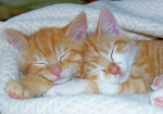 Katzenbabys beim Schlafen (Bild: Steffen Remmel, 23.03.2014), Katzenbabys beim gemeinsam Schlafen, zusammen in eine Decke gehüllt.
