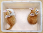 In der Box (Bild: Steffen Remmel, 27.09.2015), Beim Spielen haben die beiden Katzenbabys in einer Kunststoffbox verirrt.
