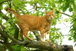 Bild: 32: Lutte auf dem Baum vom 2011-05-01